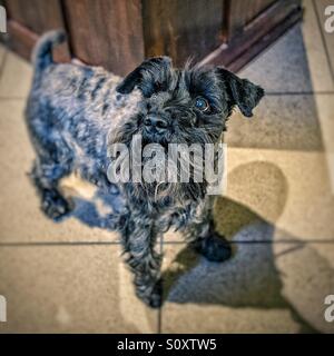 Ritratto adulto Foto Stock