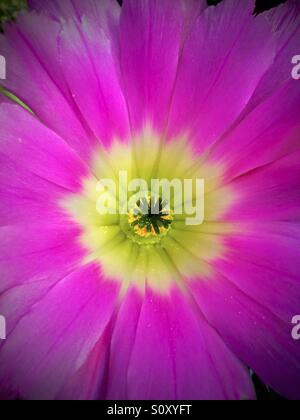 Rainbow fiore hedgehog. Foto Stock