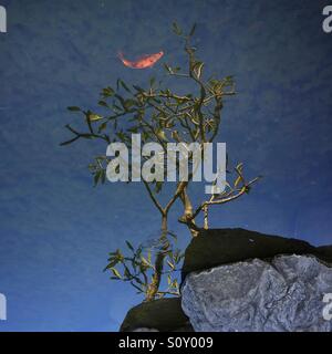 Un pesce nella struttura ad albero - Riflessioni di stagno Foto Stock