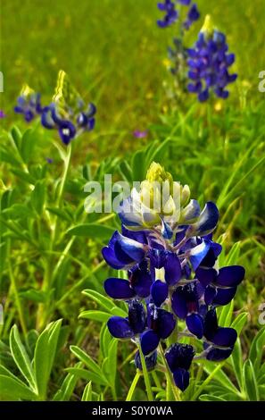 Lupino selvatico che cresce in un campo verde, Lupinus perennis Foto Stock