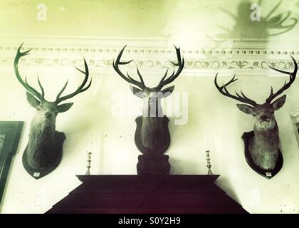 Montate teste di cervo su una country house wall Foto Stock