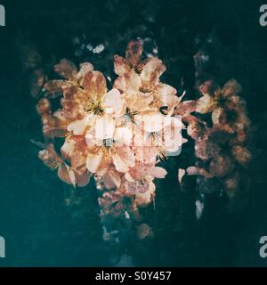 Fiore di Ciliegio Foto Stock