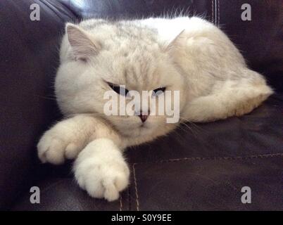 Il boss. Una punta nera British corto pelo di gatto bianco si appoggia con le zampe incrociate su un divano in pelle cercando rilassato e contenuto e a proprio agio con il mondo. Foto Stock