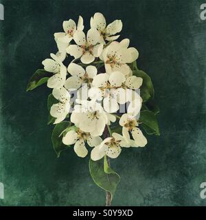 Fioritura il ramo di pere Foto Stock