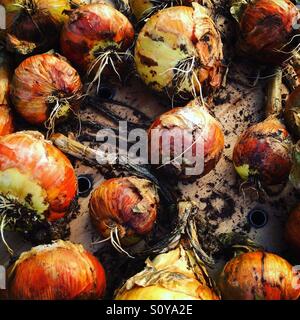 Il raccolto di cipolle organico si asciuga all'aperto al sole. Foto di un telefono cellulare con post-elaborazione di alcuni telefoni o tablet. Foto Stock