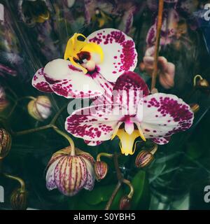 Splendide orchidee in vendita presso la Columbia Road Flower Market, Londra Foto Stock