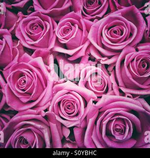 Belle le rose rosa a Columbia Road Flower Market, Londra Foto Stock