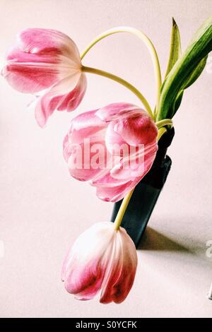 Tulipani rosa Foto Stock