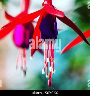 Extreme close up di un fucsia in piena fioritura. Molla di vibranti immagine filtrata Foto Stock