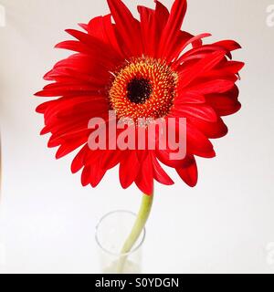 Red Gerber daisy Foto Stock
