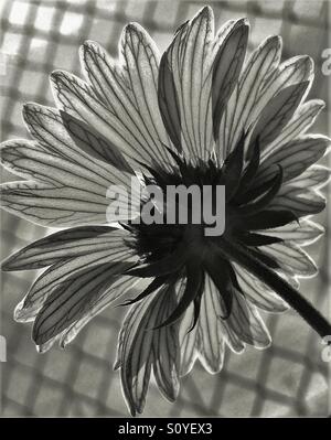 Fiore in corrispondenza della riga in bianco e nero, vista posteriore con il petalo dettaglio