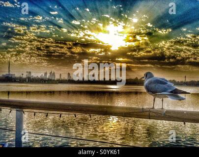 Seagull guardando il panorama di Dubai Foto Stock