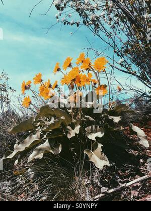 Giallo fiori selvatici in piena fioritura su una soleggiata giornata di primavera nella Okanagan Valley in British Columbia, Canada. Foto Stock