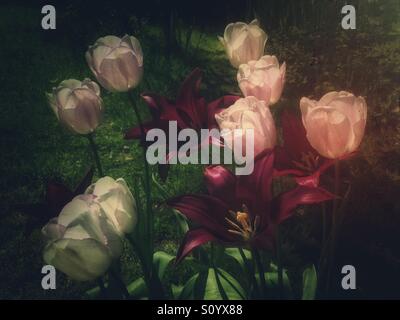 I tulipani Shirley & Borgogna nel sole di sera. Foto Stock