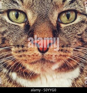 Il Pet tabby cat ritratto. Foto Stock