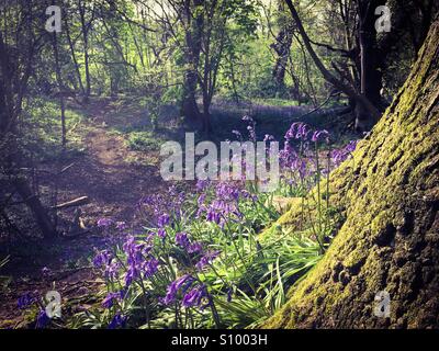 Bluebells nella motivazione della University of East Anglia Foto Stock
