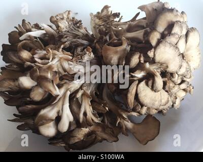 Maitake o la gallina di boschi di funghi Foto Stock