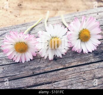 Eleganza Foto Stock