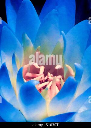 Giglio di acqua nei toni del blu, Nymphaea odorata Foto Stock