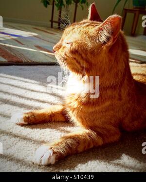 Orange cat godendo il sole al mattino Foto Stock