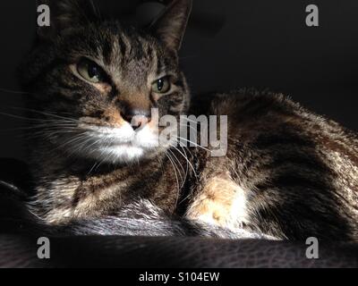 Gatto in raggio di sole Foto Stock