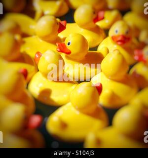 Di colore giallo brillante gomma anatre galleggianti in gancio un gioco di anatra Foto Stock