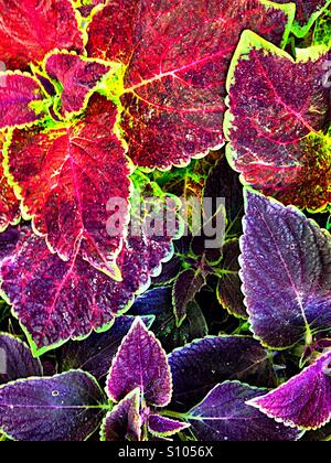 Pianta del coleus Foto Stock