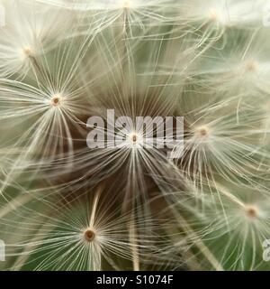 Macro shot di semi di dente di leone Foto Stock