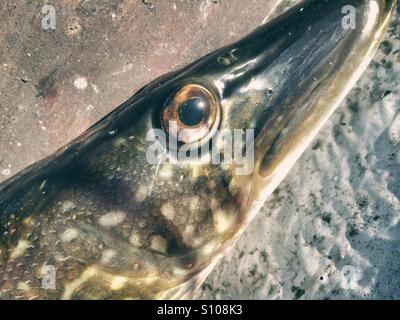 Close up di un luccio del nord Foto Stock