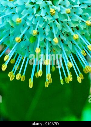 Macro vista ravvicinata della delicata stami di un Buttonbush bloom, Cephalanthes occidentalis Foto Stock