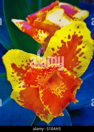 La vibrante Canna Lily, "Tropicana Gold', Canna x generalis Foto Stock