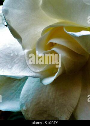 Gardenia macro di fiori con goccioline di acqua, Gardenia jasminoides Foto Stock