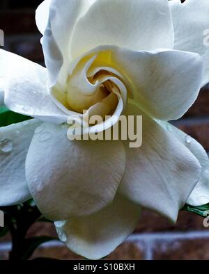 Fiore di Gardenia dopo una pioggia di primavera, Gardenia jasminoides Foto Stock