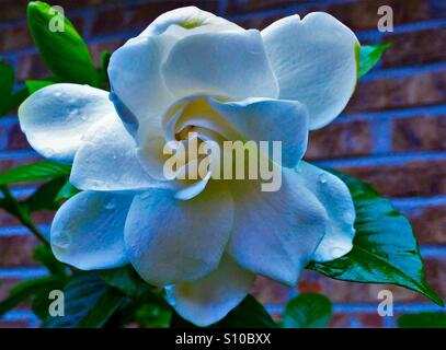 Una Gardenia fiore sboccia dopo una primavera tempesta di pioggia, Gardenia jasminoides Foto Stock