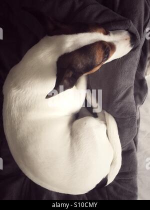 Cane rannicchiato su una coperta. Fotografato dal di sopra. Foto Stock