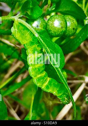 Un vibrante cavolo verde Looper munches caterpillar sulle foglie, Trichopulsia ni Foto Stock