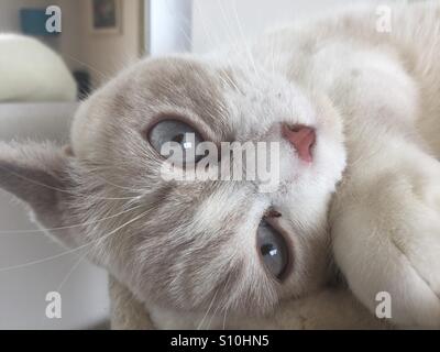Cat rilassante- British Shorthair. Foto Stock