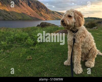 Il mio cane Alfie chi è un Golden doodle nel distretto del lago a Wast Water godendo del tramonto. Foto Stock