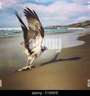 Osprey cercando di volare con il pesce appena pescato in spiaggia. Foto Stock