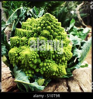 Romanesco Broccoli sul tavolo da giardino Foto Stock