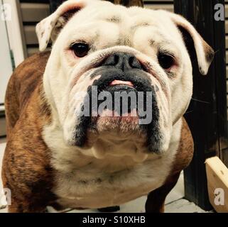 Bellissima femmina Bulldog inglese con baffi sul suo chiny-chin-chin Foto Stock