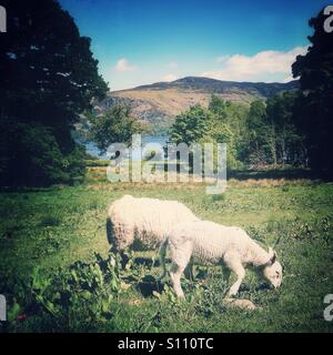 Pecora che pascola sulle rive di Derwentwater nel lakedistrict Foto Stock