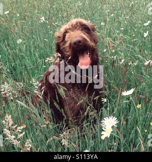 Marrone cioccolato cane Labradoodle in erba lunga. Foto Stock