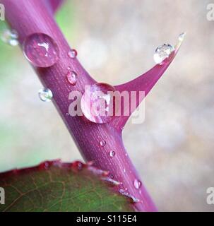 Ramo di Rose con thorn e le goccioline di acqua Foto Stock