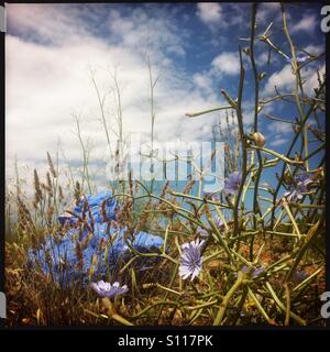 Fiori Selvatici, erba e un blu marcatore modo rock nella campagna di Ibiza Foto Stock