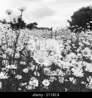 Un campo di fiori in bianco e nero Foto Stock