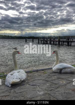 Due paludi al lago di Tegel Germania Foto Stock