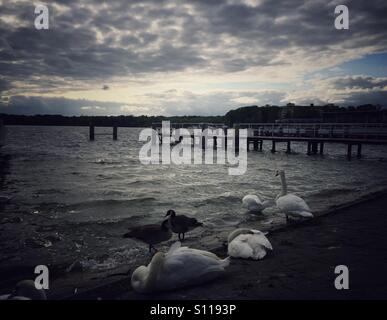 Gruppo di paludi al lago Foto Stock