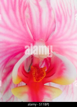 Orchid close up di rosa viens e ciuffo di stami gialli Foto Stock