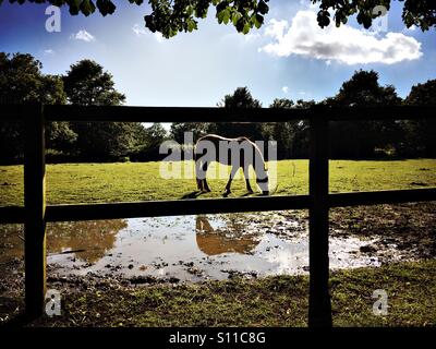 Cavallo al pascolo in una stabile di Londra Foto Stock